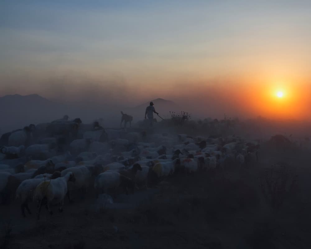 Shepherd Golden Sunset by Feyzullah Tunç — canvas wall art
