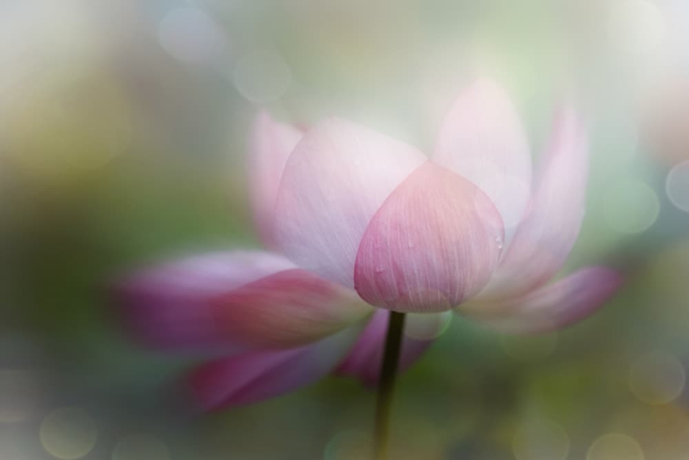 Dreamy Pink Lotus by YoungIl Kim — canvas wall art