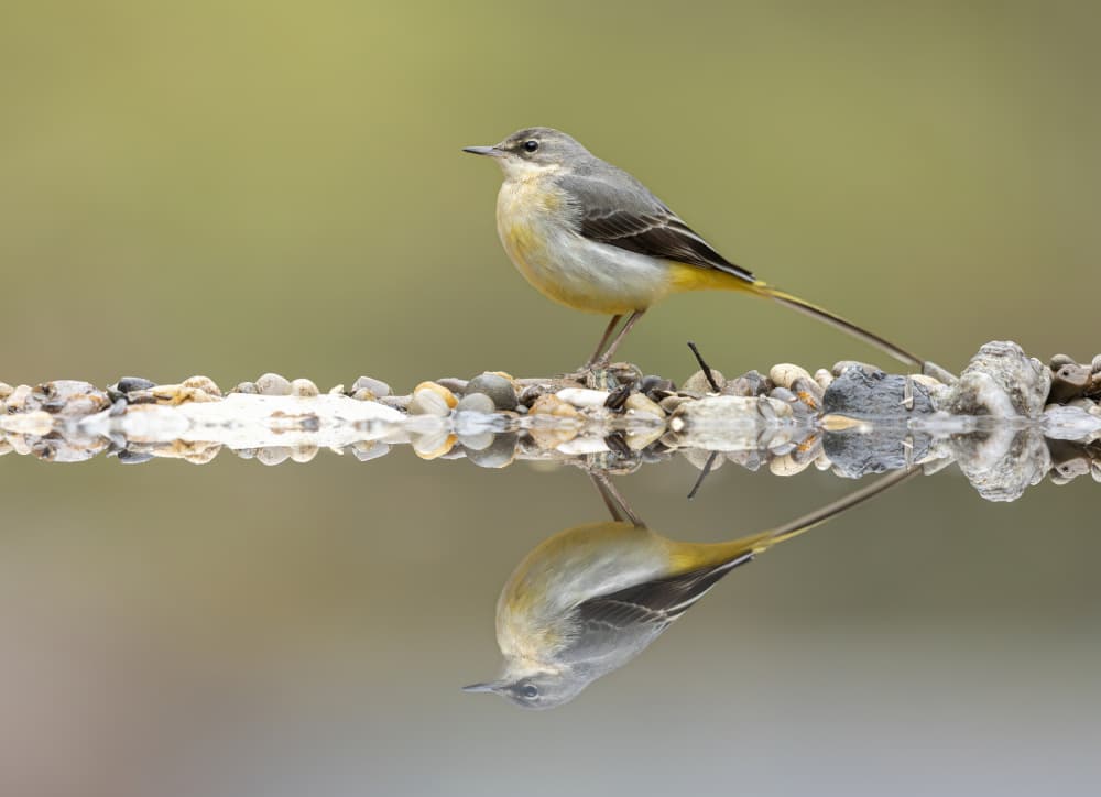 Grey Wagtail Reflection by Marco Barisone — canvas wall art