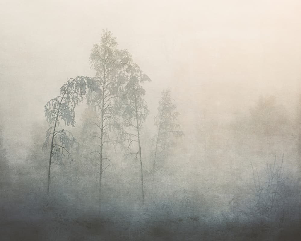 Misty Winter Forest by Åsmund Kværnstrøm — canvas wall art