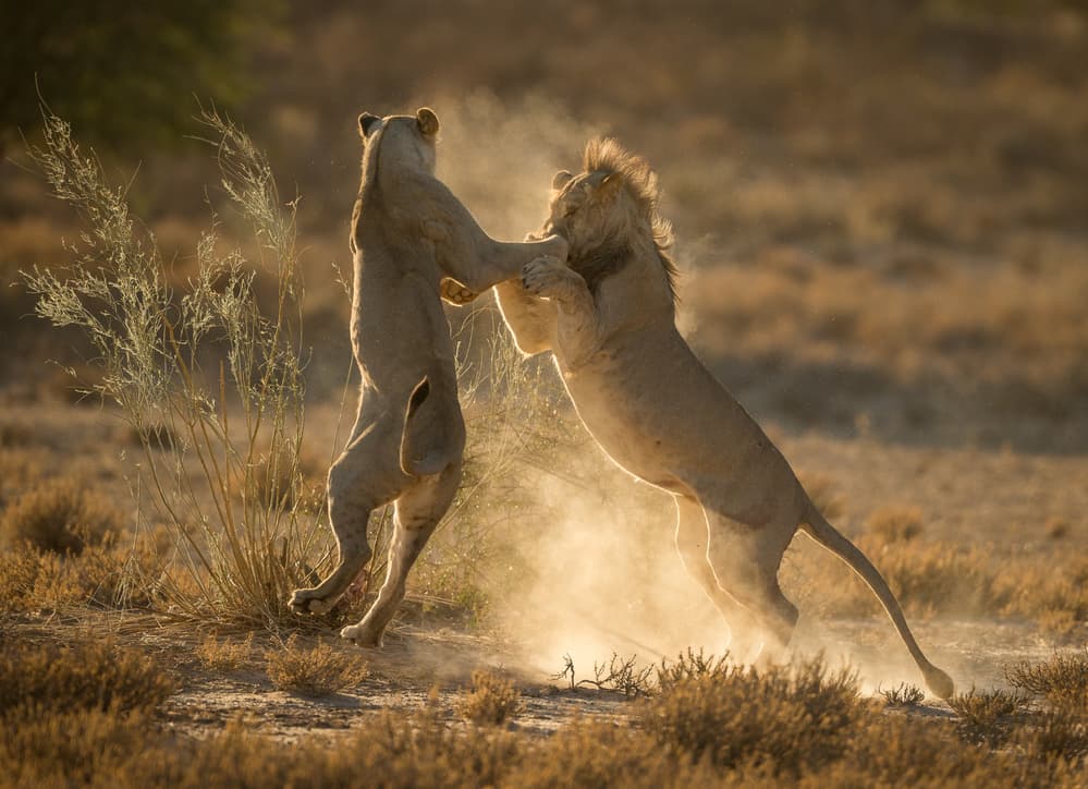Lions in Golden Dust by Jaco Marx — canvas wall art