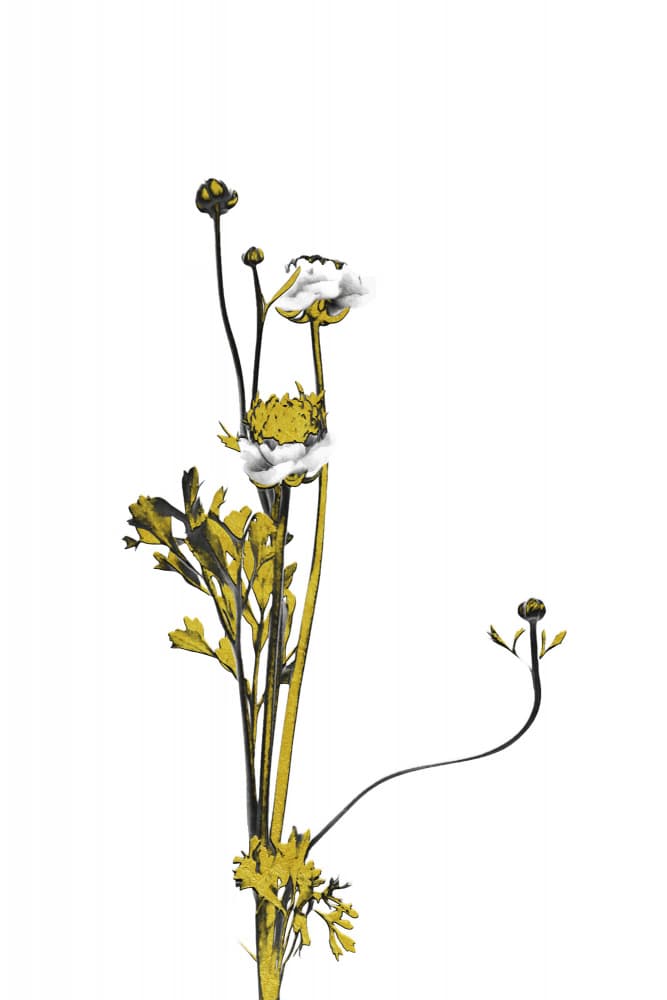 White Gold Botanicals by amini54 — canvas wall art