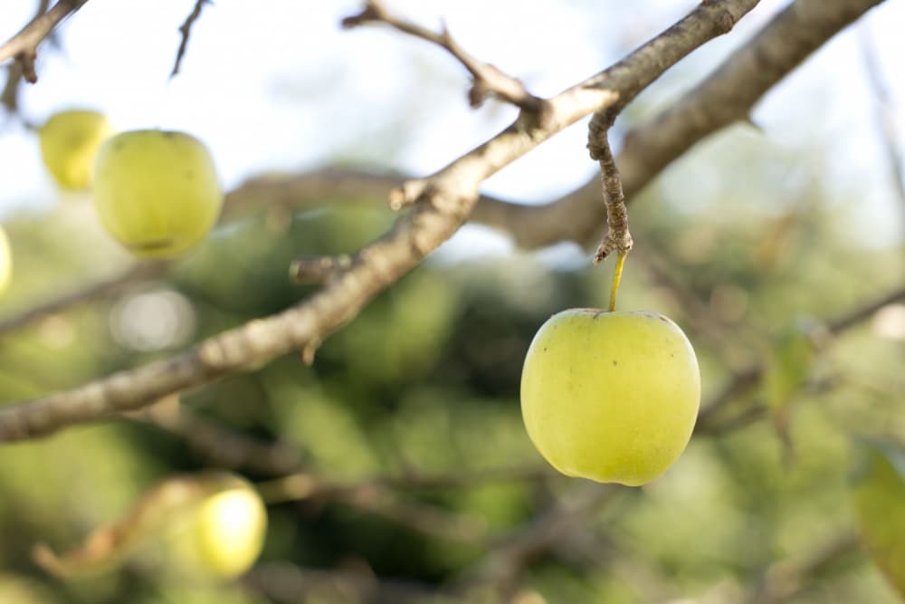 Green Apple on Branch by Tim Mossholder — canvas wall art