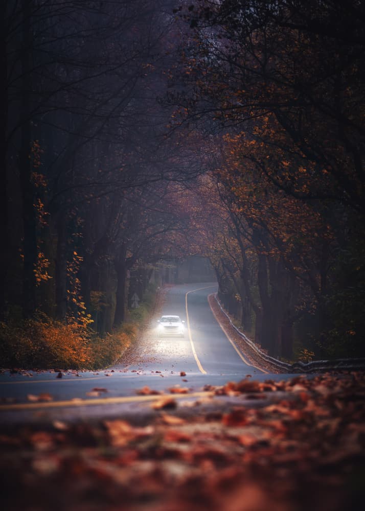 Autumn Tree Tunnel Drive by Tiger Seo — canvas wall art