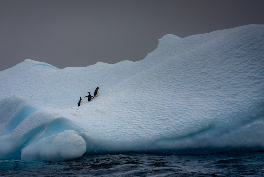 Three Penguins Climb Iceberg by Ning Lin — canvas wall art