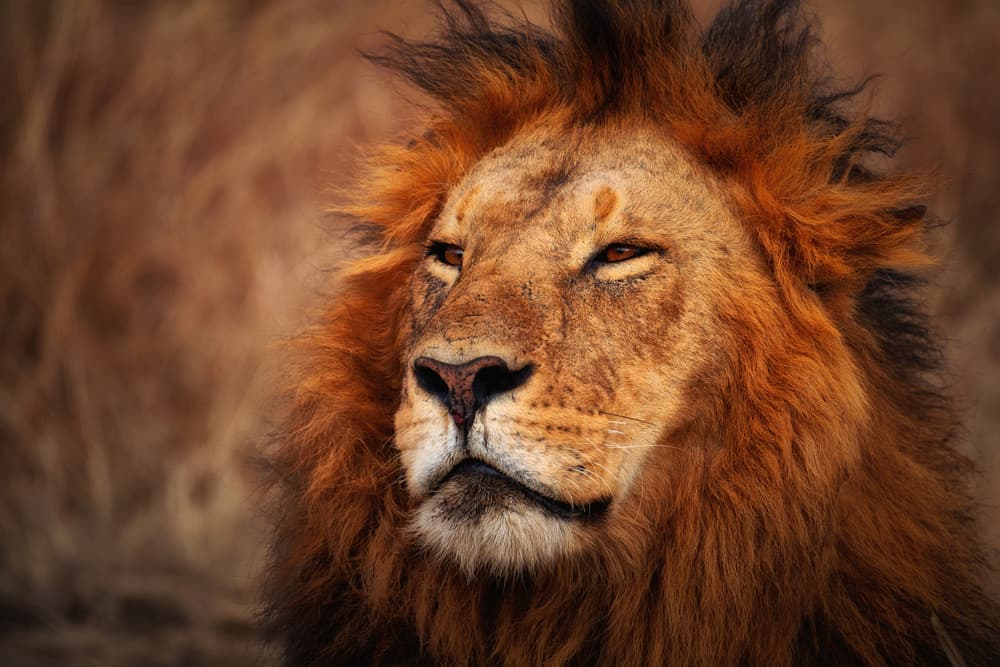 Majestic Lion Portrait by Mohammed Alnaser — canvas wall art