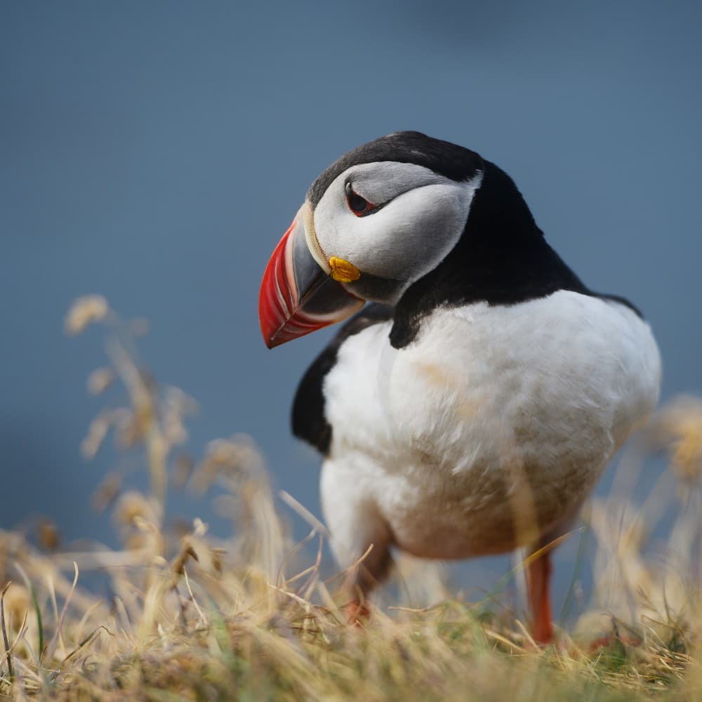 Colorful Puffin Profile by Rostovskiy Anton — canvas wall art