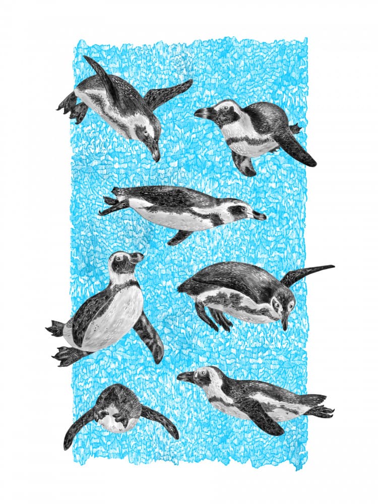Underwater Penguins by Martina Scott — canvas wall art