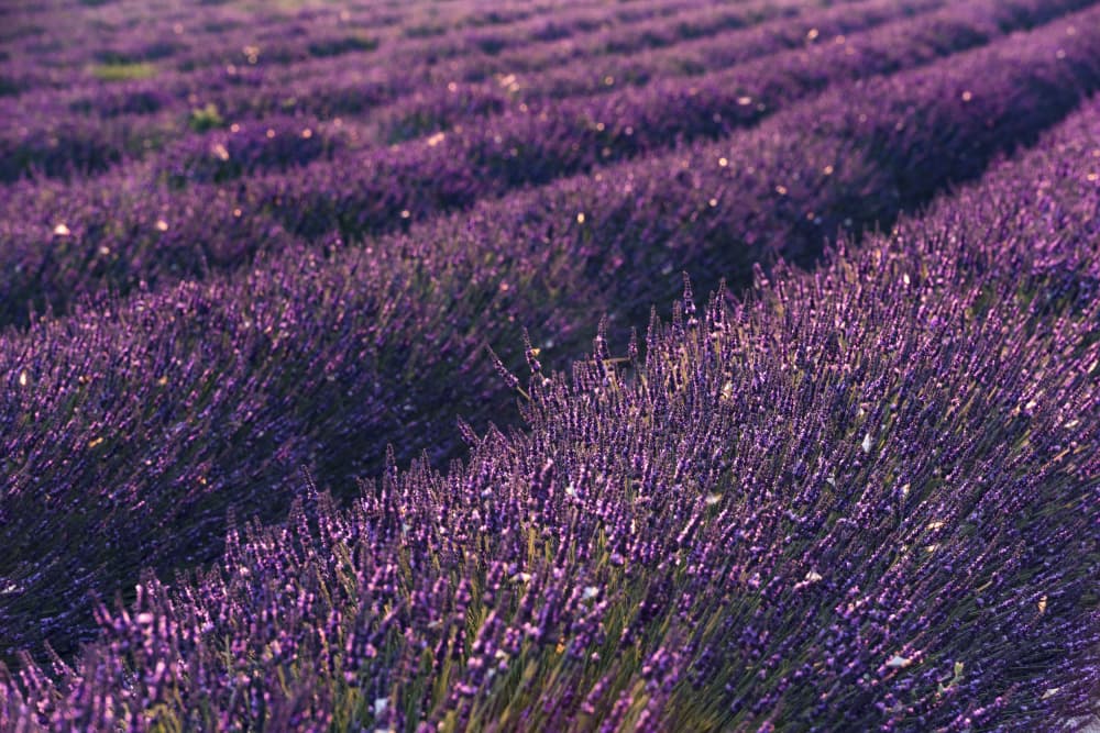 Provence Lavender by Stefan Hefele — canvas wall art