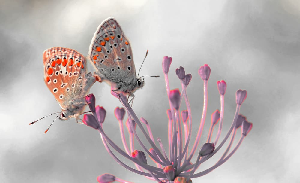 Two Butterflies on Pink Flower by Thierry Dufour — canvas wall art