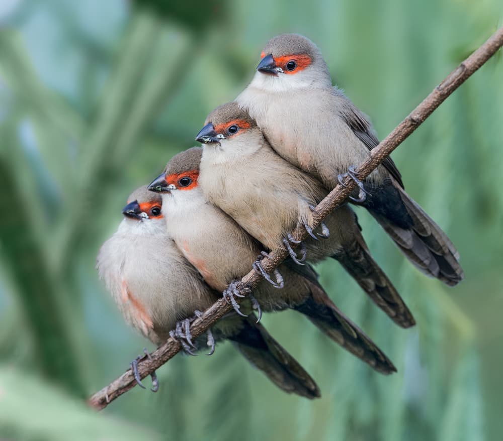 Four Serene Grey Birds by Cheng Chang — canvas wall art