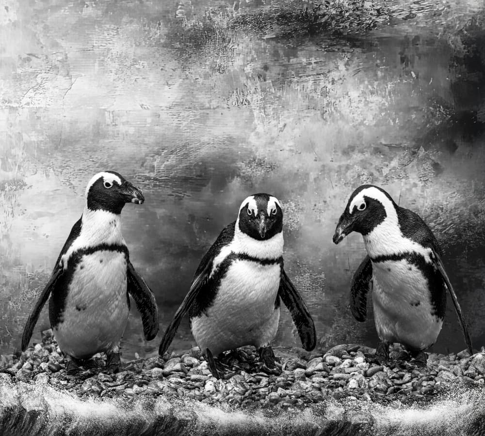 Three Curious Penguins by Barbara Fletcher — canvas wall art
