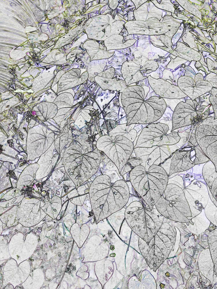 Outlined Botanical Foliage by Santhosh ch — canvas wall art