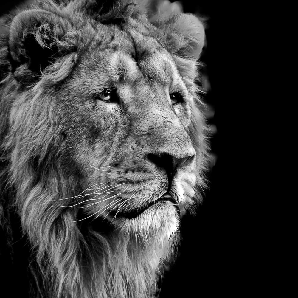 Majestic Lion Portrait by Henk Langerak — canvas wall art