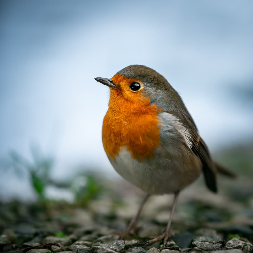 Curious Red-Breasted Robin by Francis Wilson — canvas wall art