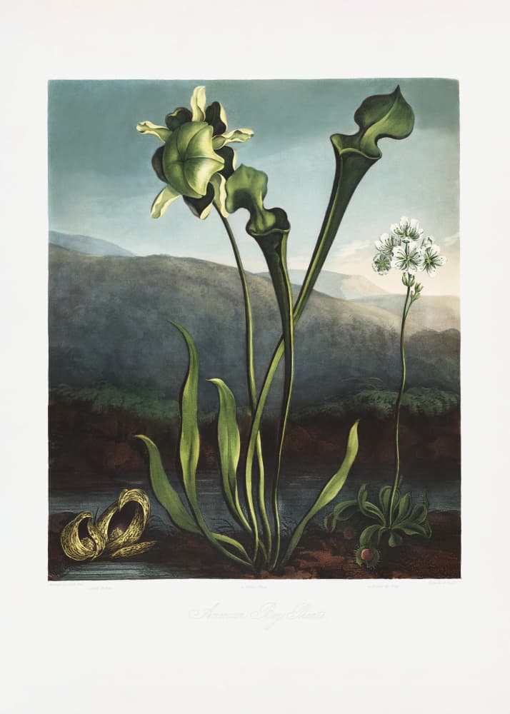 American Bog Plants from The Temple of Flora (1807) by Robert John Thornton — canvas wall art
