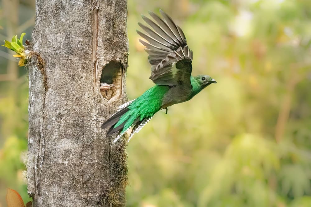 Quetzal Leaving Nest by Ming Chen — canvas wall art