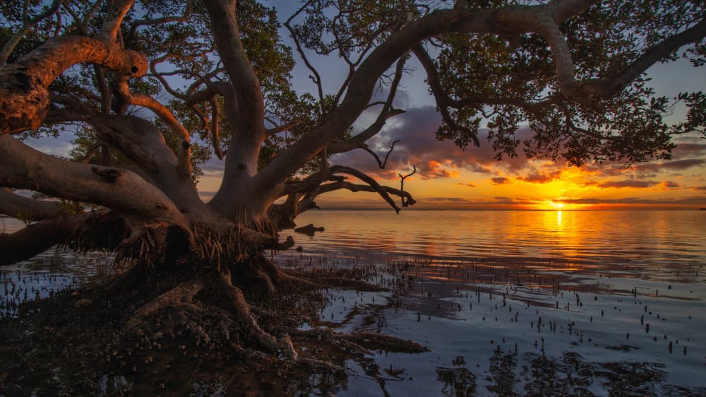 Golden Mangrove Sunset by Emanuel Papamanolis — canvas wall art