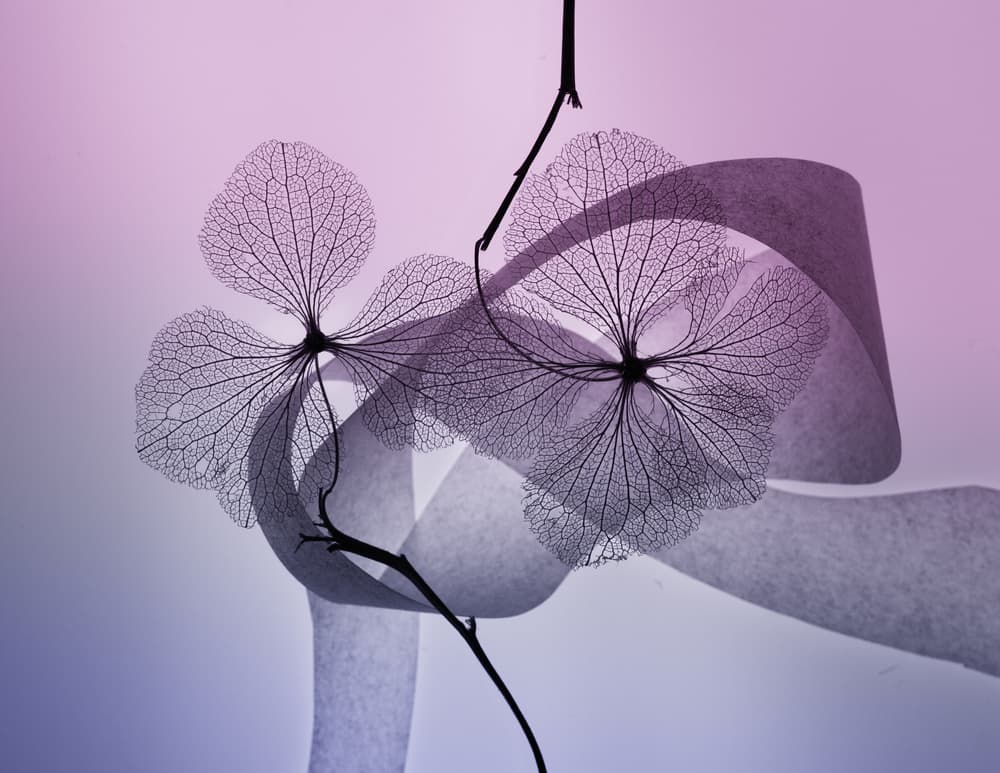 Ethereal Skeleton Leaves by Shihya Kowatari — canvas wall art