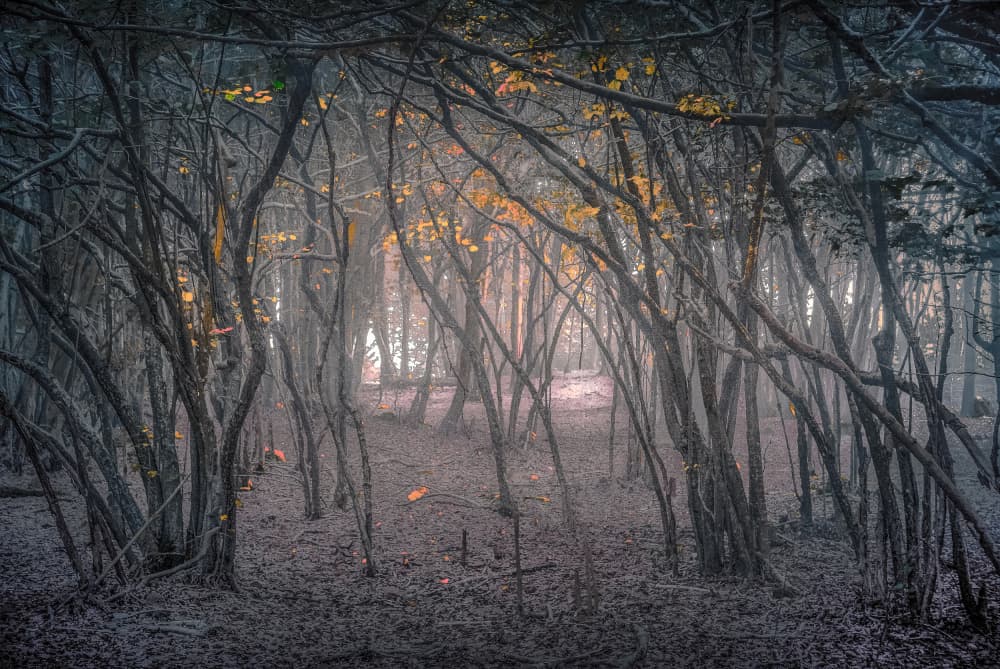 Misty Forest Light by Alessandro Traverso — canvas wall art