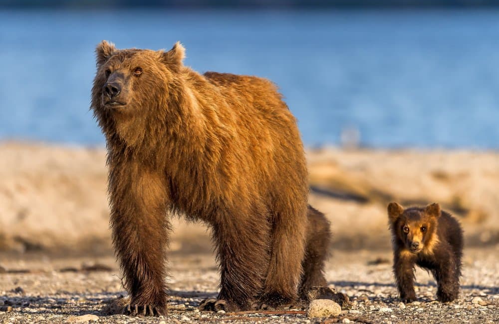 Grizzly Bear And Cub by Giuseppe DAmico — canvas wall art