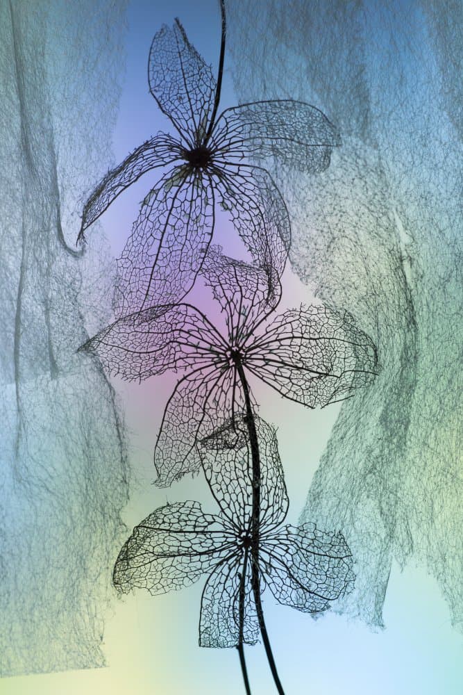 Ethereal Skeleton Leaves by Shihya Kowatari — canvas wall art