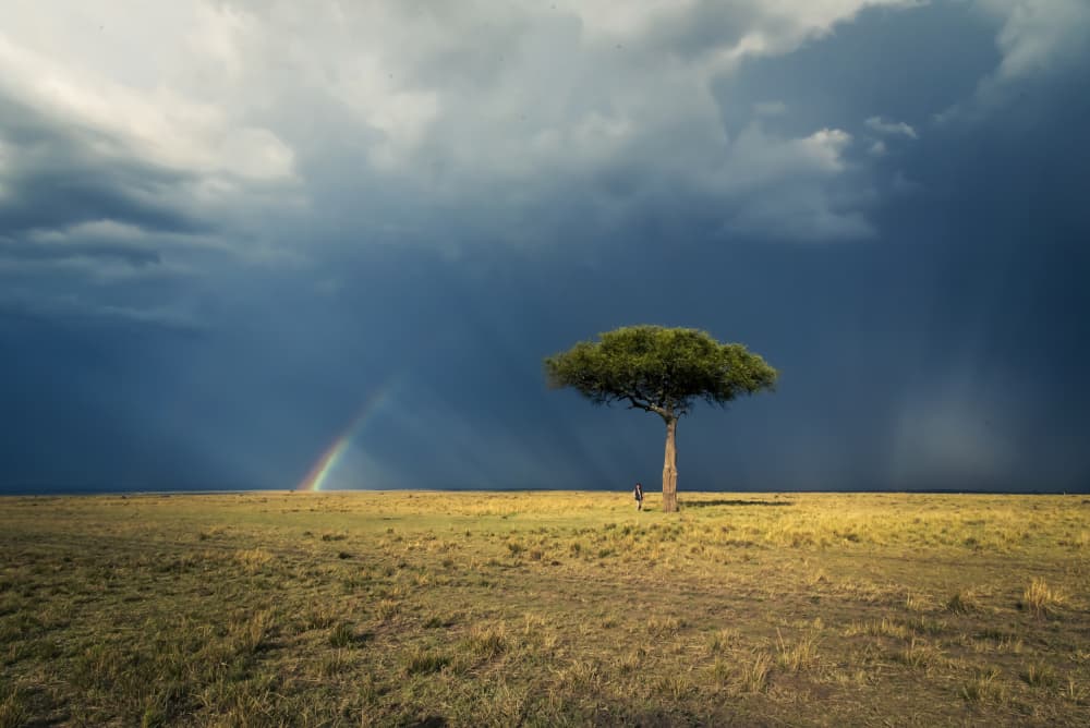 African Savanna Rainbow Tree by Anita Singh — canvas wall art