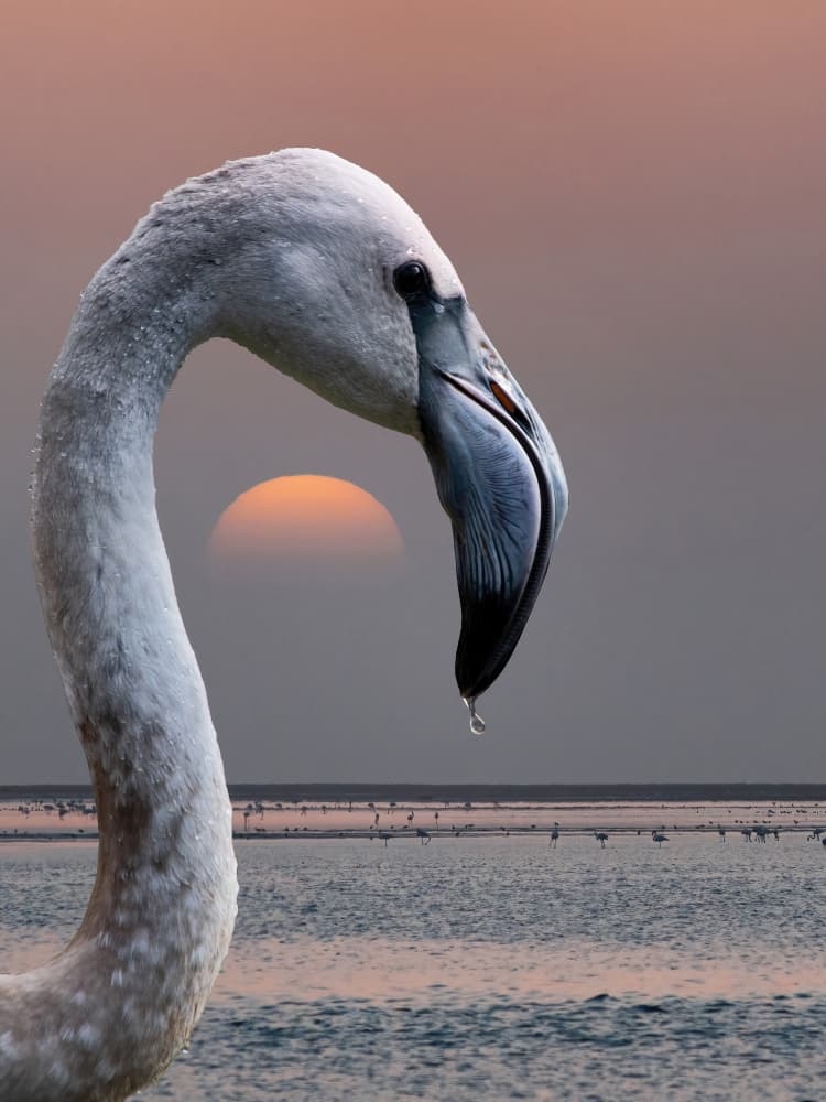 Graceful Flamingo Sunset by Mathilde Guillemot — canvas wall art