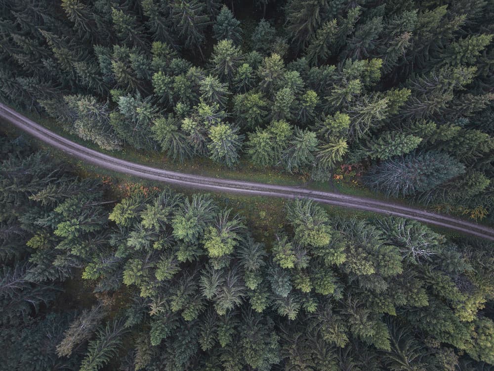 Winding Forest Road by Christian Lindsten — canvas wall art