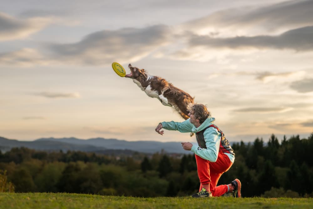 Leaping Dog Sunset by Joško Šimic — canvas wall art