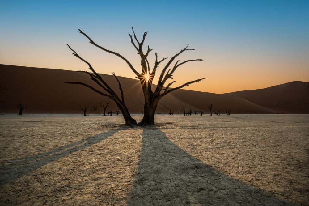 Desert Tree Sunburst View by Isam Telhami — canvas wall art