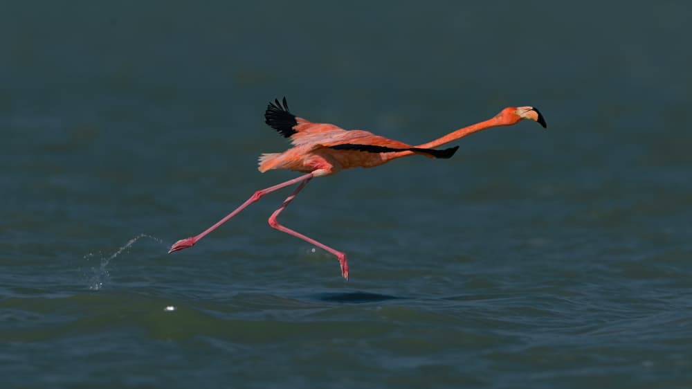 Flamingo Takes Flight by Rob Li — canvas wall art