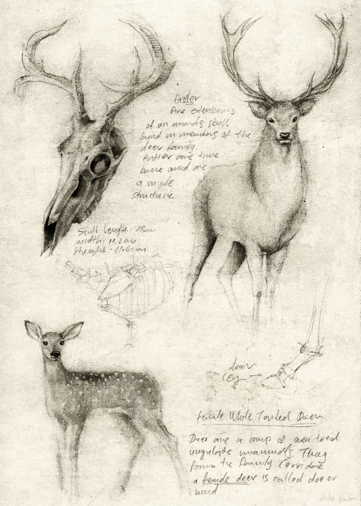 Anatomical Drawings Of Deer by Mike Koubou — canvas wall art