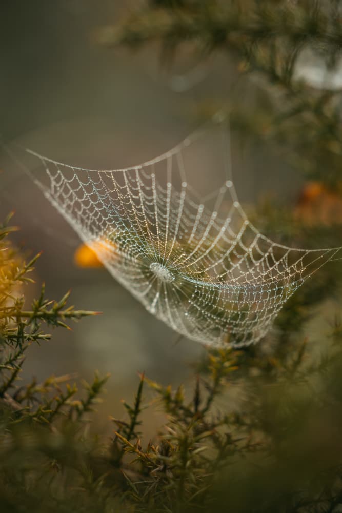 Morning Dew Spider Web by Abilio Oliveira — canvas wall art