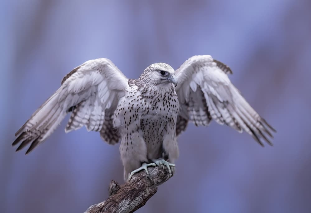 Majestic White Falcon by Sunil Kulkarni — canvas wall art