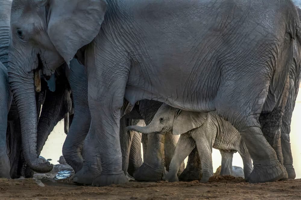 Baby Elephant Protection by Raymond Ren Rong Liu — canvas wall art