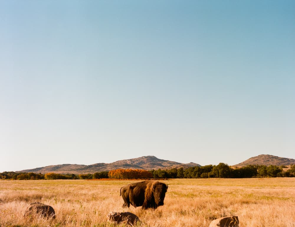 Wild Bison Golden Field by Bethany Young — canvas wall art