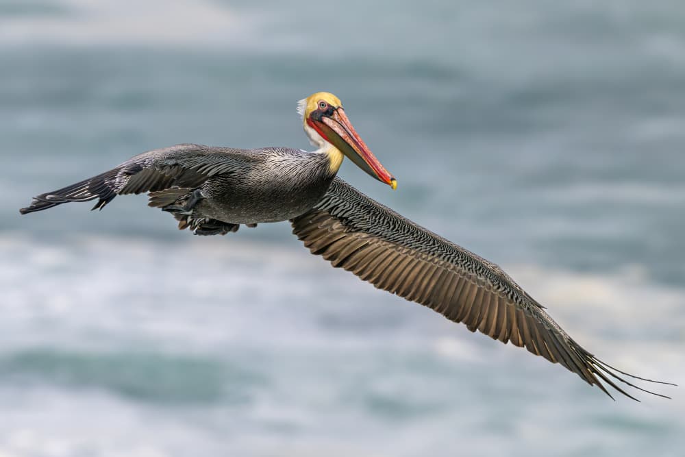Brown Pelican Flight by Jeffrey C. Sink — canvas wall art