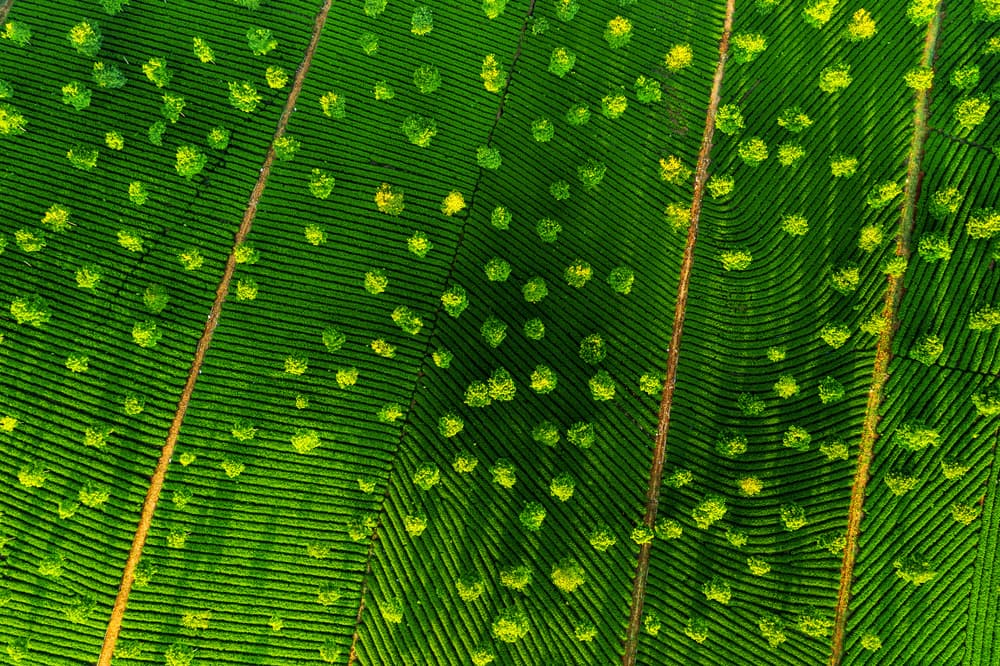 Lush Green Tea Fields by Nguyen Tan Tuan — canvas wall art