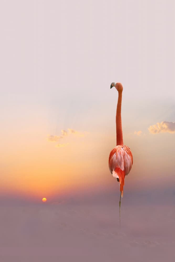 Pink Flamingo Golden Hour by Anna Cseresnjes — canvas wall art