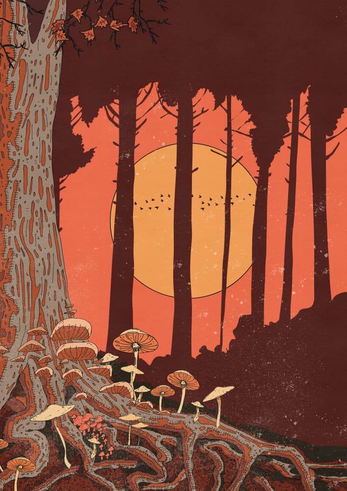 Sunset Mushroom Forest by Nicholas — canvas wall art