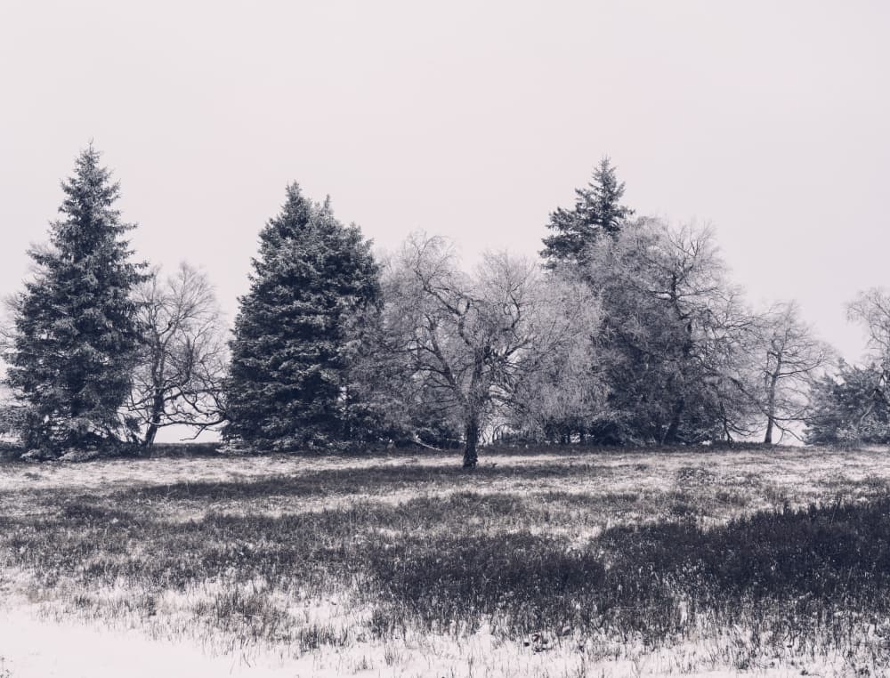 Frosted Winter Trees by Bilge Paksoylu — canvas wall art