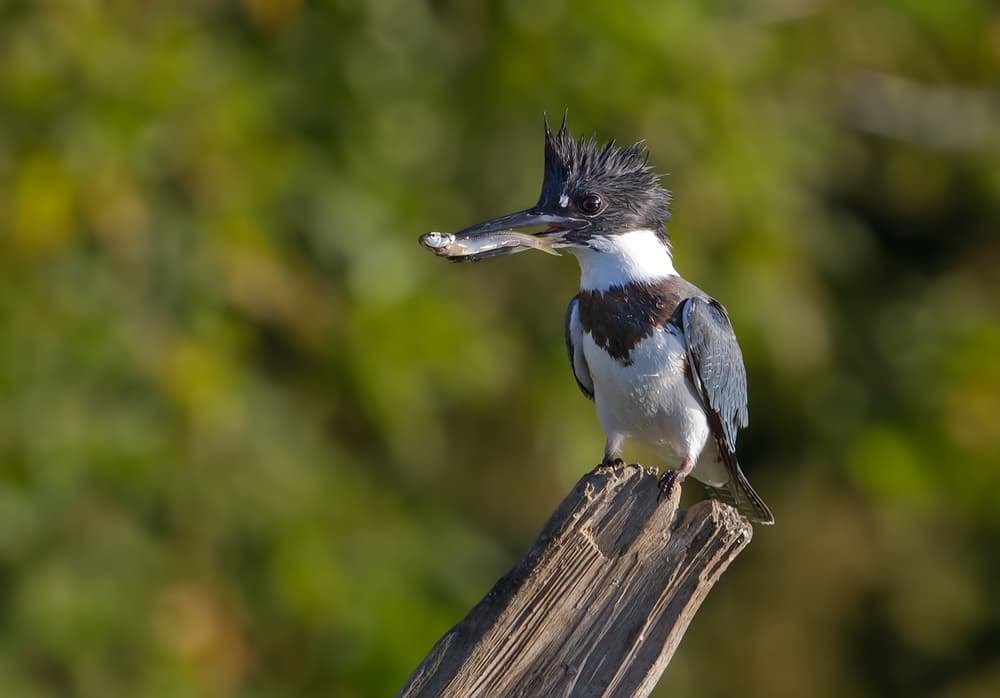 Kingfisher's Fresh Catch by Jim Cumming — canvas wall art