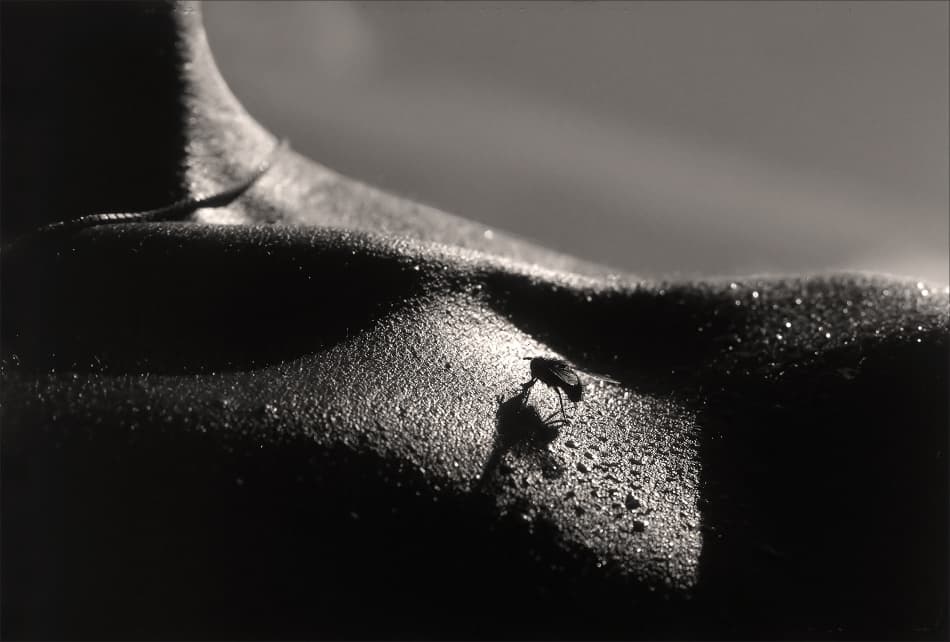 Insect on Glistening Skin by Allan Wallberg — canvas wall art