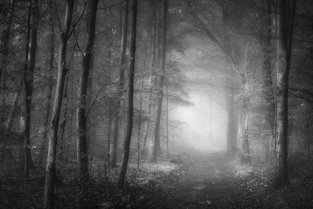 Misty Forest Path Light by Norbert Maier — canvas wall art