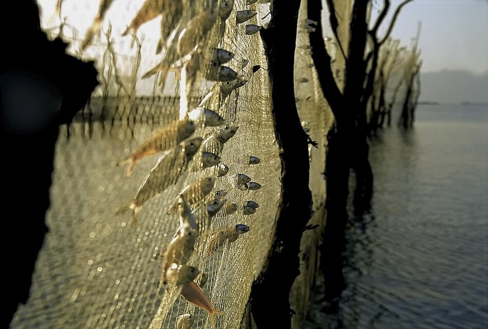 Golden Hour Fishing Net by Arash Karimi — canvas wall art