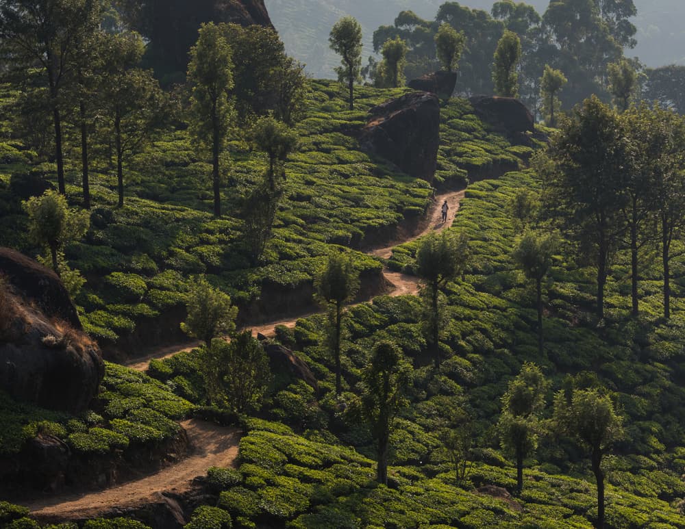 Path Through Tea Fields by Patrick Dessureault — canvas wall art