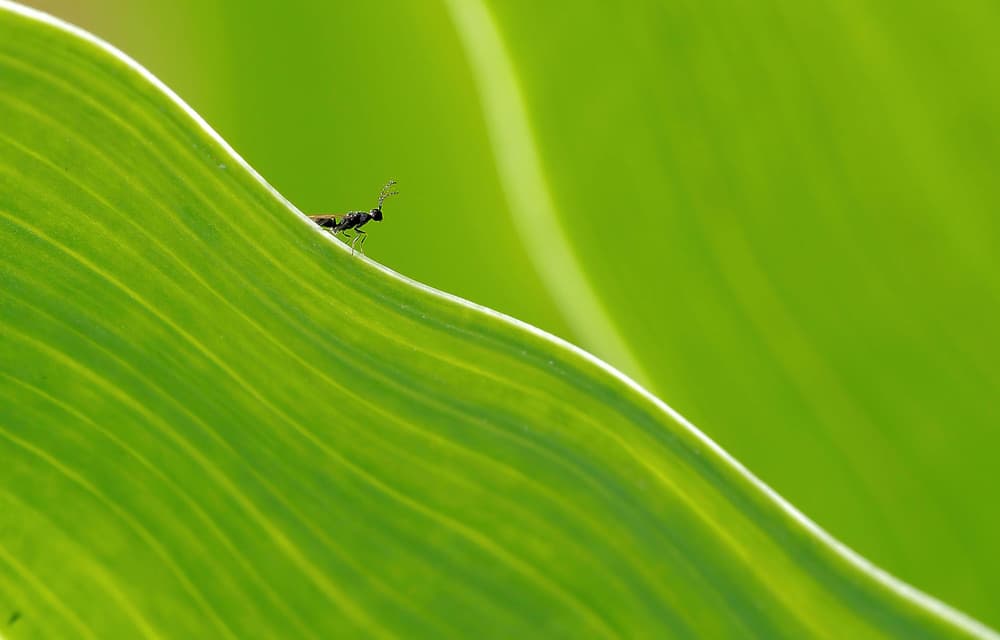 Insect on Green Leaf by Thierry Dufour — canvas wall art
