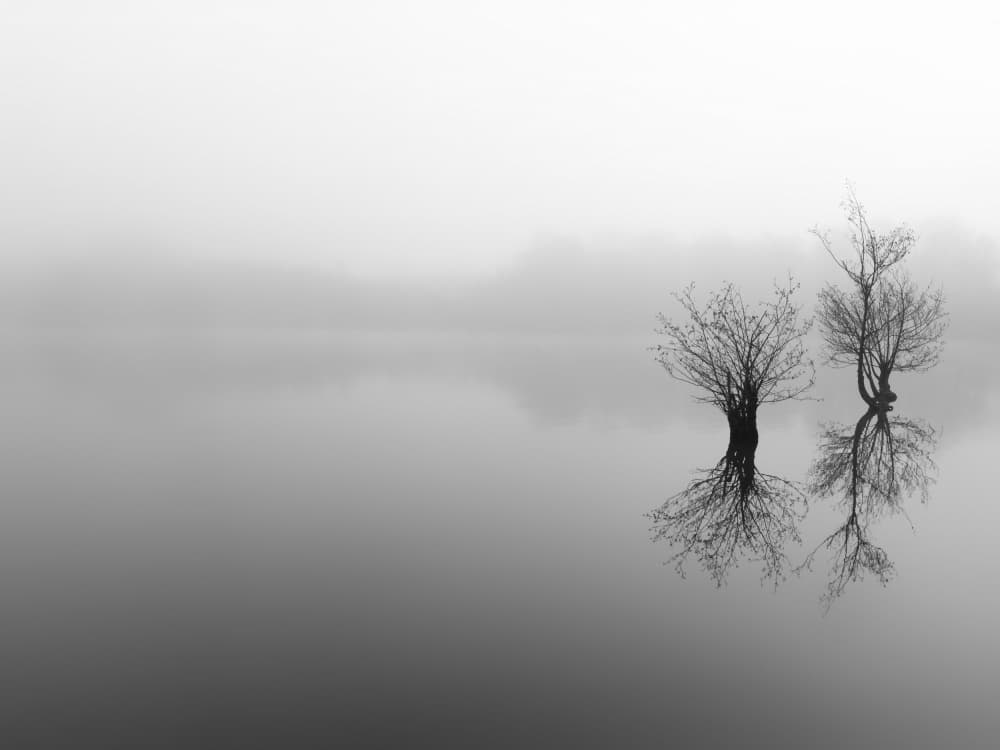 Foggy Tree Reflections by Adam Dauria ☂ — canvas wall art