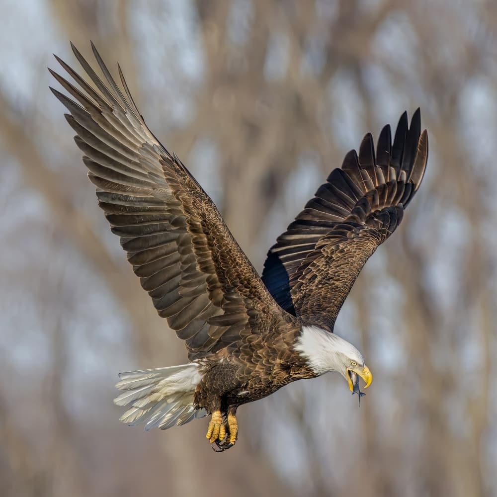 Bald Eagle Fishing by Jacob (Jian) Xu — canvas wall art